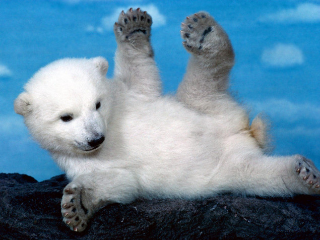 Polar Bear HD Wallpaper 1600x1200px