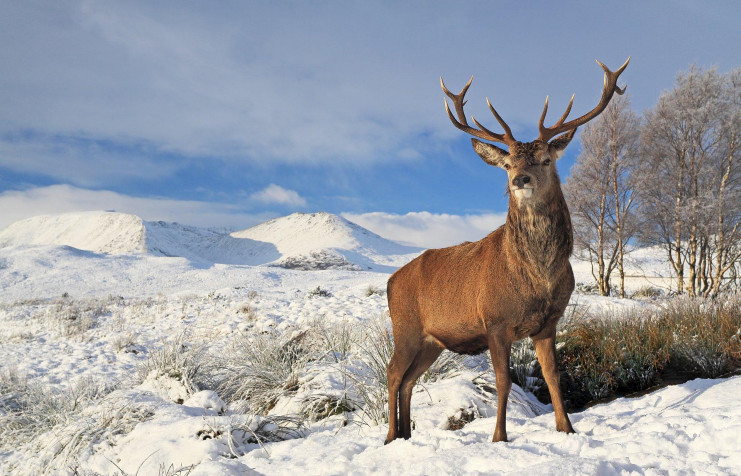 Deer MacBook Background 1920x1233px