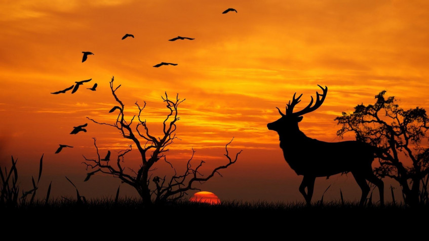 Deer Full HD 1080p Wallpaper 1920x1080px