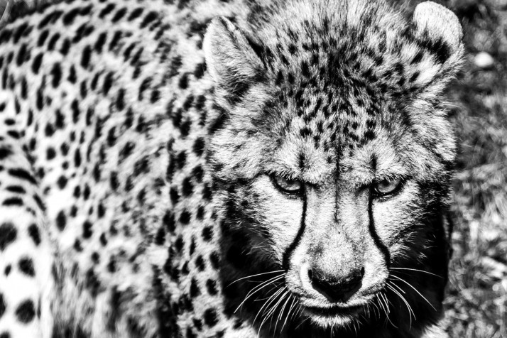 Gepard Background Image 1920x1280px