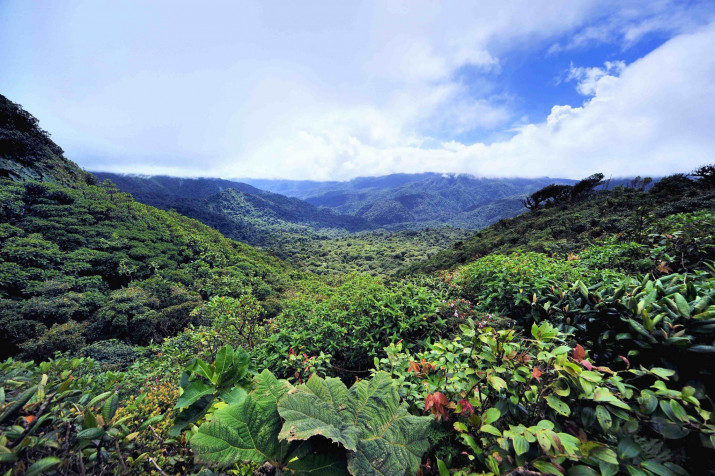 Monteverde Cloud Forest Laptop Background 2048x1363px