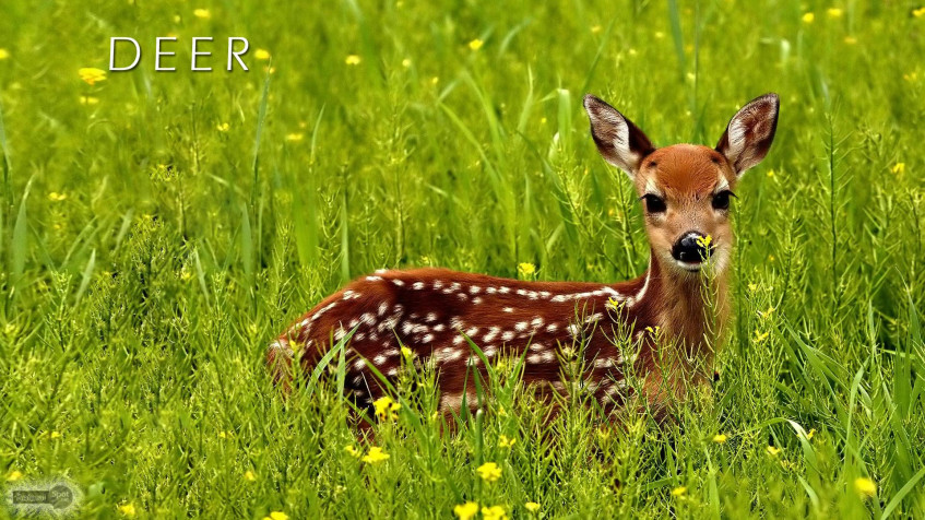 Deer Full HD 1080p Wallpaper 1920x1080px