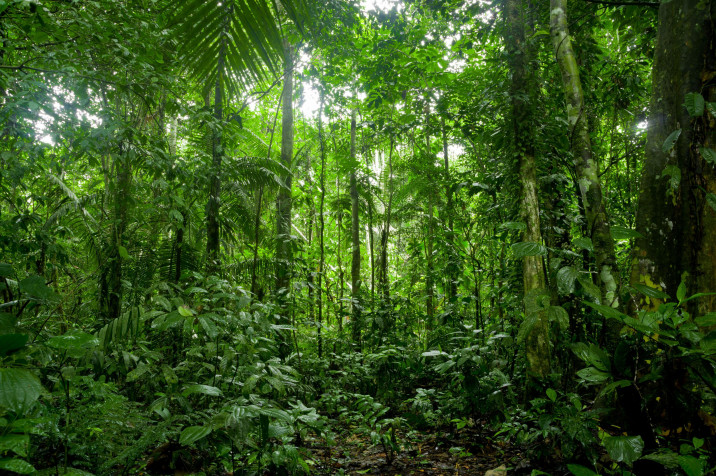 The Amazon Forest HD Background 3200x2128px