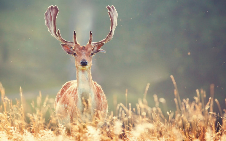 Deer Widescreen HD Wallpaper 1920x1200px