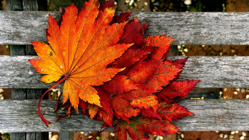 Cute Fall Full HD 1080p Wallpaper 1920x1080px