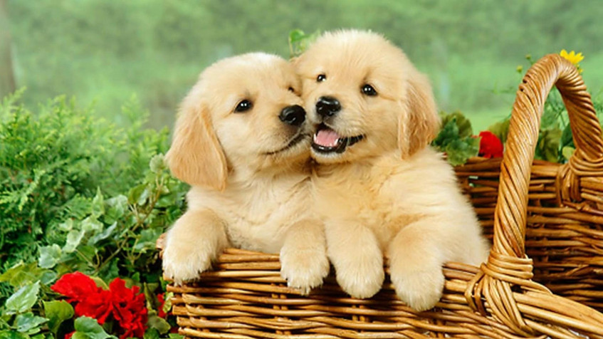 Cute Hd Full HD 1080p Wallpaper 1920x1080px