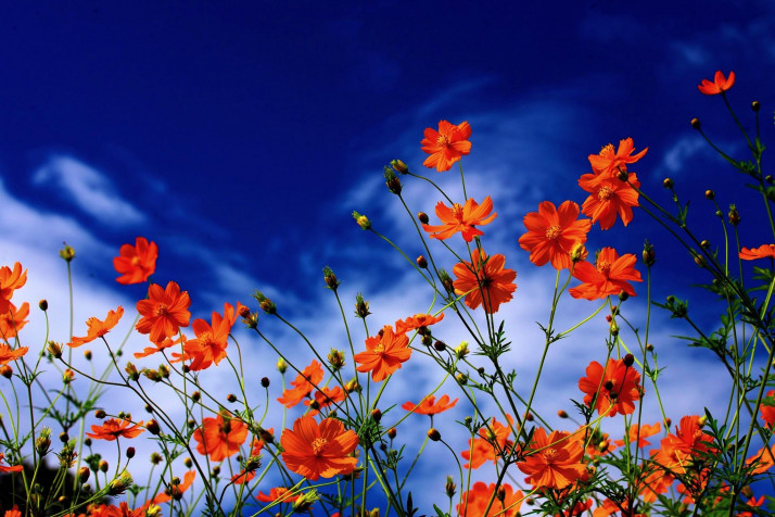 Cosmos Desktop HD Wallpaper 2048x1365px