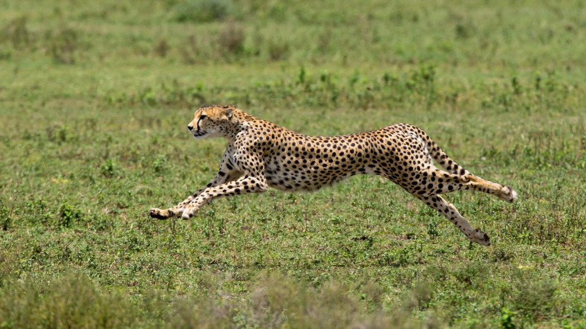 Gepard Full HD 1080p Wallpaper 1920x1080px