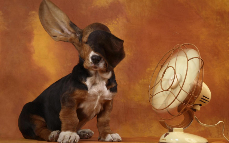 Basset Hound Dog Widescreen HD Wallpaper 1920x1200px