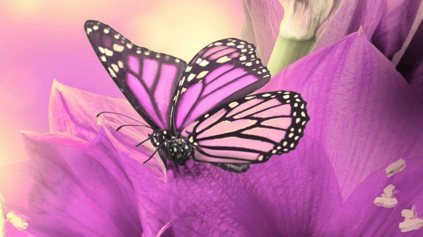 Butterfly Full HD 1080p Wallpaper 1920x1080px