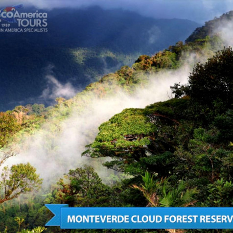 Monteverde Cloud Forest Phone Background Image 1024x1024px