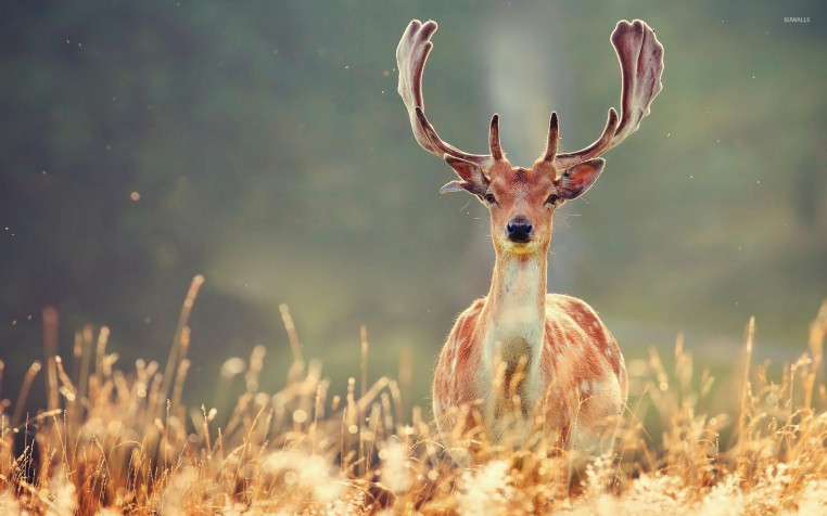 Deer Widescreen HD Wallpaper 1920x1200px