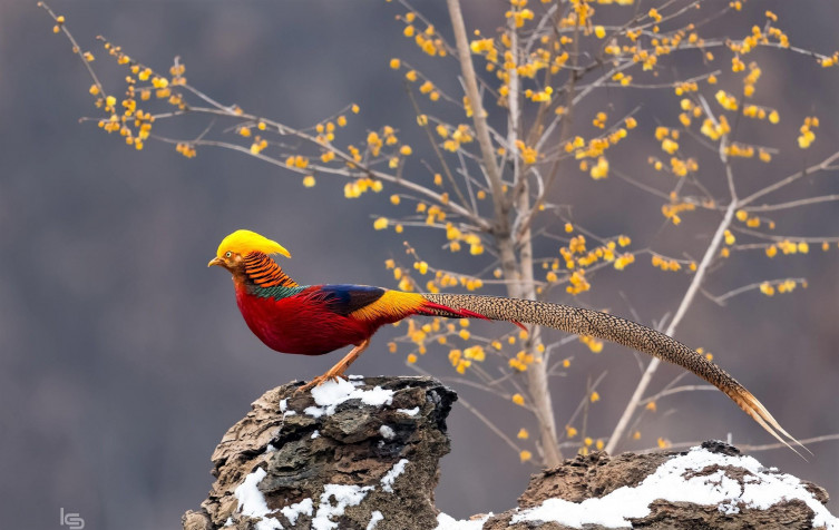 Golden Pheasant MacBook Background 2048x1294px