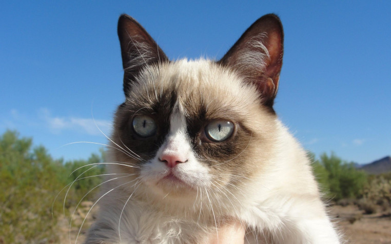 Grumpy Cat Desktop HD Wallpaper 2560x1600px