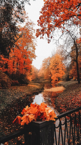 Cute Fall Phone Background Image 1440x2560px