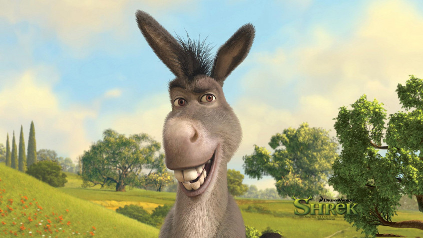 Donkey Full HD 1080p Wallpaper 1920x1080px