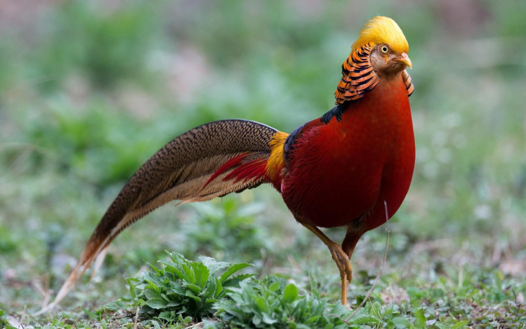 Golden Pheasant Widescreen HD Wallpaper 1920x1200px