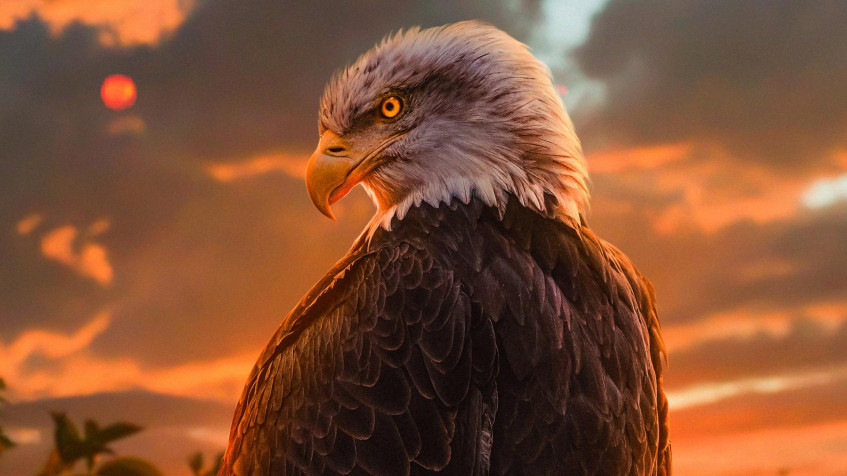  Full HD 1080p Wallpaper 1920x1080px