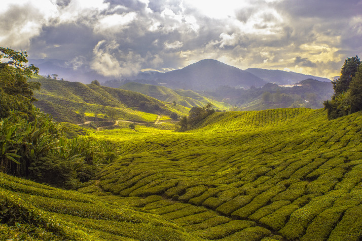 Cameron Highlands HD Background 5089x3390px