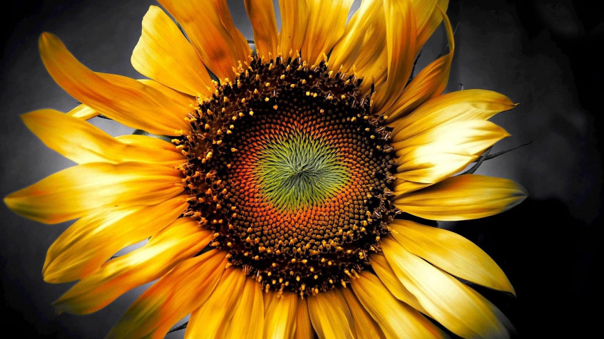 Sunflower Full HD 1080p Wallpaper 1920x1080px