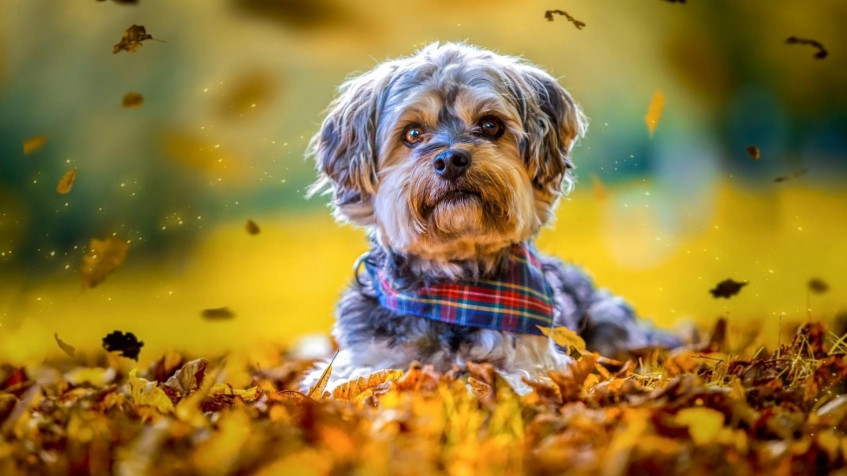 Cute Fall Full HD 1080p Wallpaper 1920x1080px