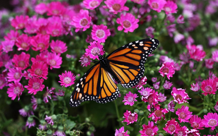 Butterfly Widescreen HD Wallpaper 1920x1200px