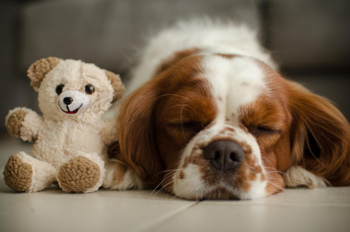 Charles Spaniel Dog HD Wallpaper 2048x1357px