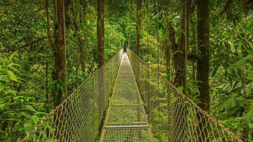 Monteverde Cloud Forest Full HD 1080p Wallpaper 1920x1080px