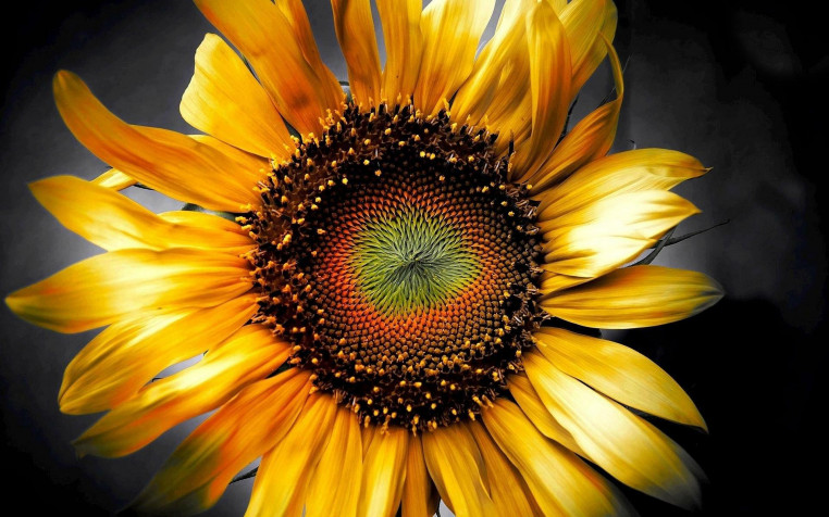 Sunflower Widescreen HD Wallpaper 1920x1200px