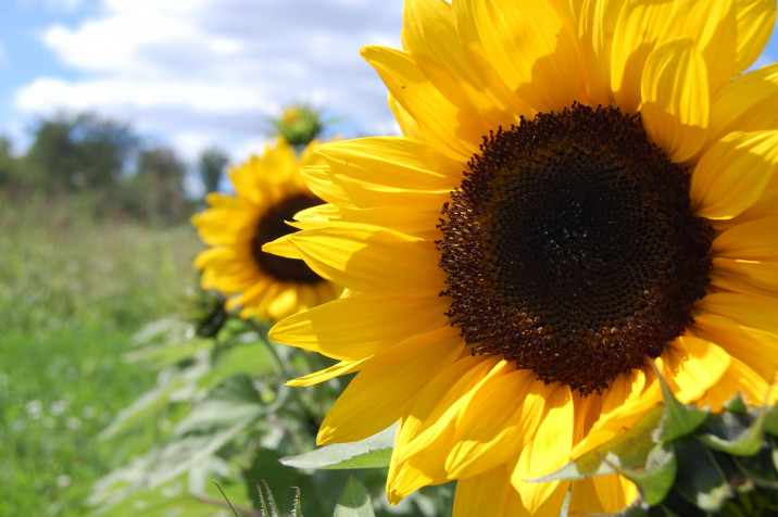 Sunflower Laptop Wallpaper 3008x2000px