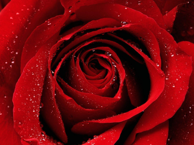 Rose Wallpaper Image 1600x1200px