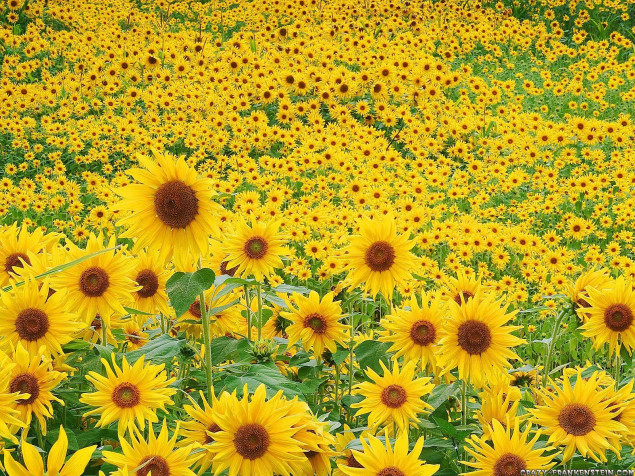 Sunflower MacBook Wallpaper 1600x1200px