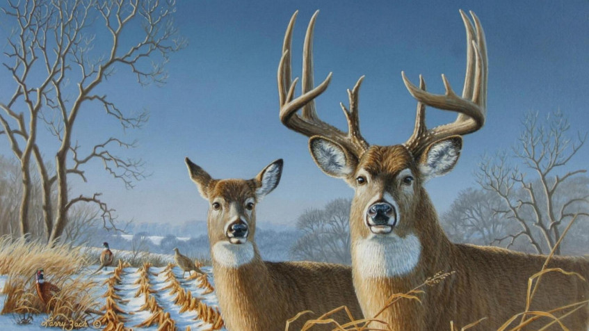 Deer Full HD 1080p Wallpaper 1920x1080px