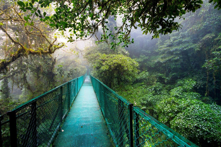 Monteverde Cloud Forest MacBook Background 1280x853px