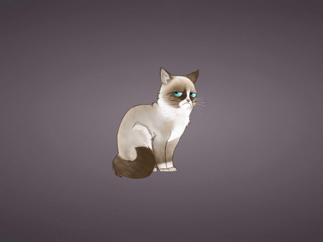 Grumpy Cat Desktop Wallpaper 1280x960px