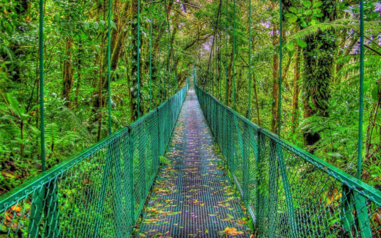 Monteverde Cloud Forest Laptop Background 1280x800px