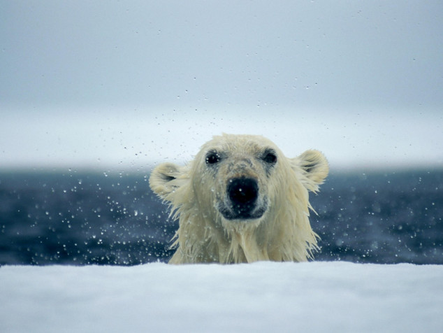 Polar Bear Laptop Background 3072x2306px