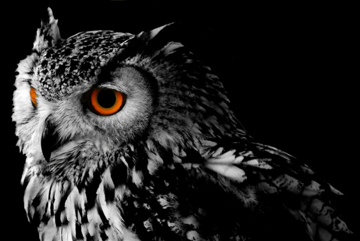 Owl Laptop Wallpaper 2800x1874px