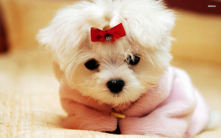 Maltese Dog Widescreen HD Wallpaper 1920x1200px