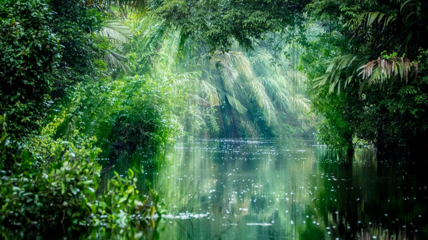 The Amazon Forest Full HD 1080p Wallpaper 1920x1080px