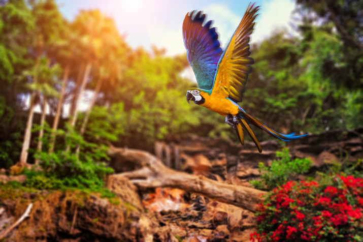 Birds Desktop HD Background 8512x5664px