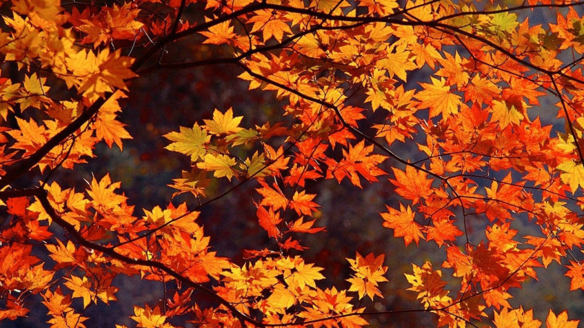 Cute Fall Full HD 1080p Wallpaper 1920x1080px