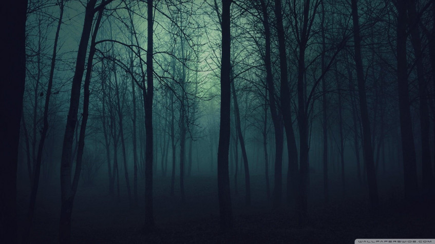 Dark Forest Full HD 1080p Wallpaper 1920x1080px