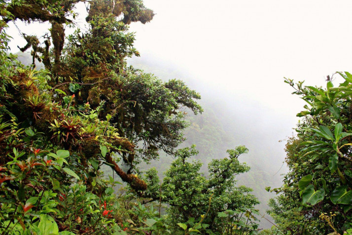 Monteverde Cloud Forest Laptop Background 1536x1024px