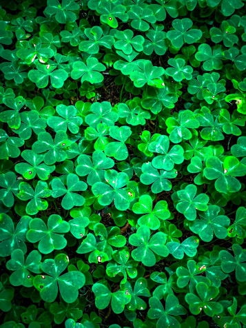 Clover iPhone Background 1280x1707px