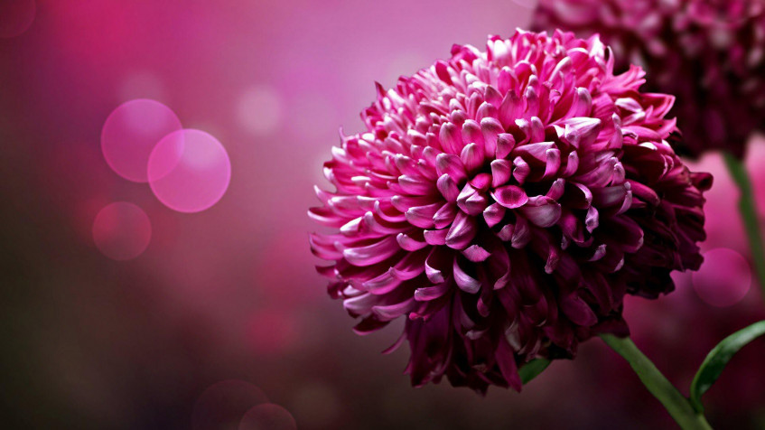 Floral Full HD 1080p Wallpaper 1920x1080px