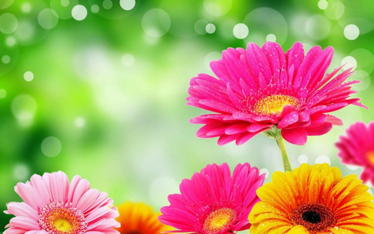 Floral Retina Widescreen Wallpaper 2880x1800px