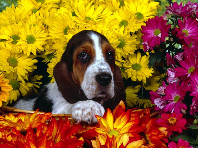 Basset Hound Dog MacBook Background 2560x1920px