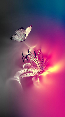 Butterfly iPhone Wallpaper 1080x1920px