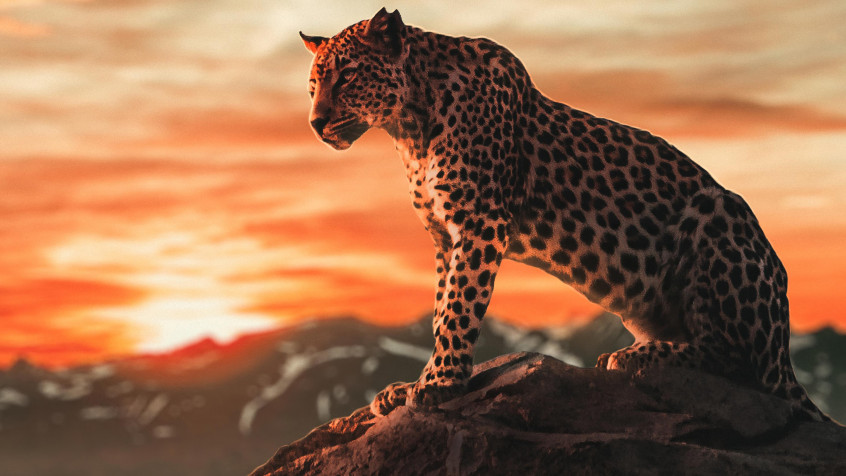 Gepard 4k UHD Wallpaper 3840x2160px